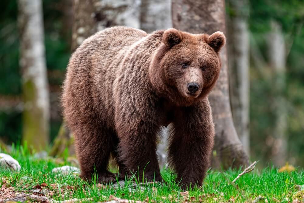 ours brun dans la foret