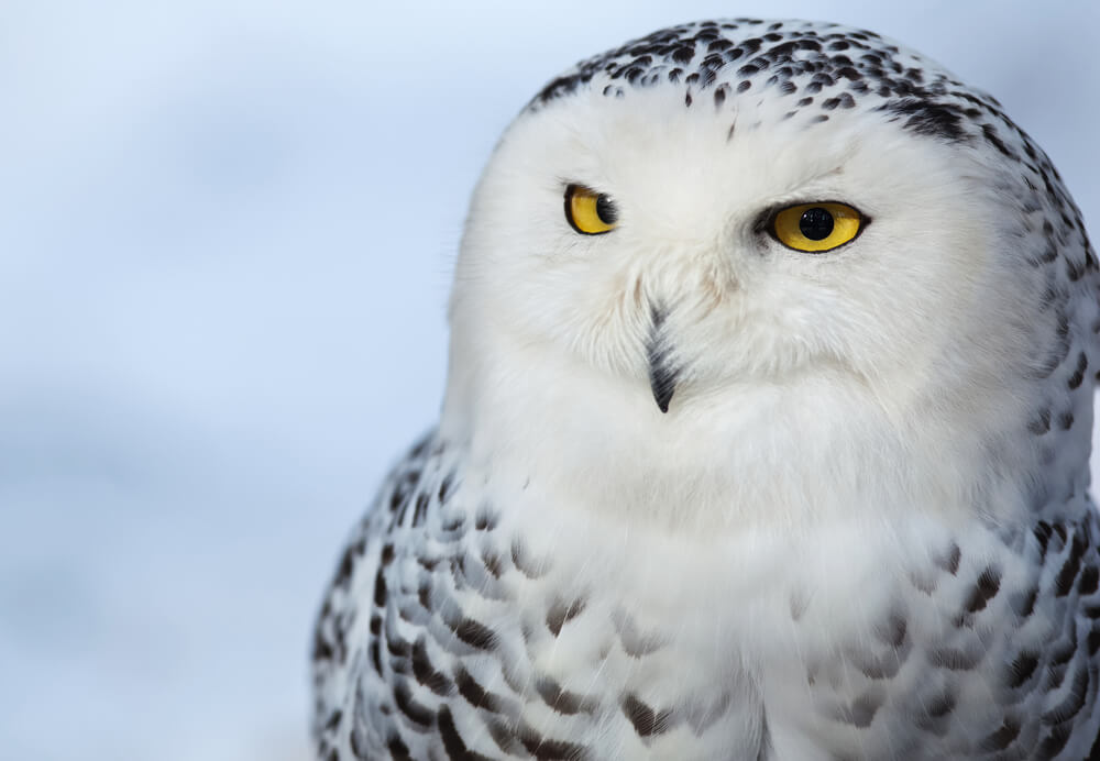 Harfang des neiges portrait - grands yeux jaunes et disques faciaux rigides