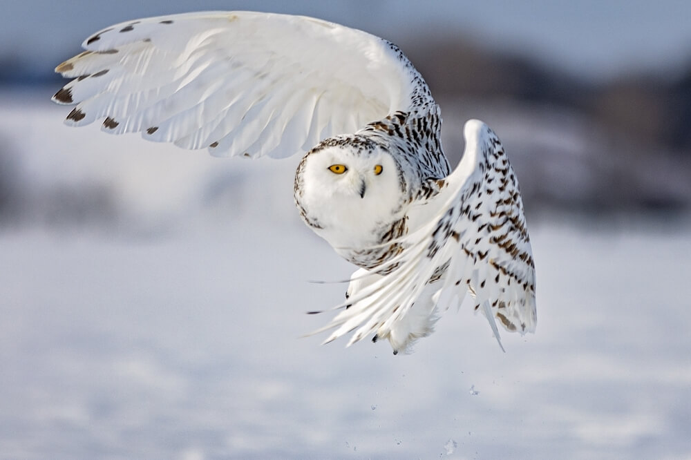 Harfang des neiges en vol silhouette aile déployée plumage blanc chasse diurne