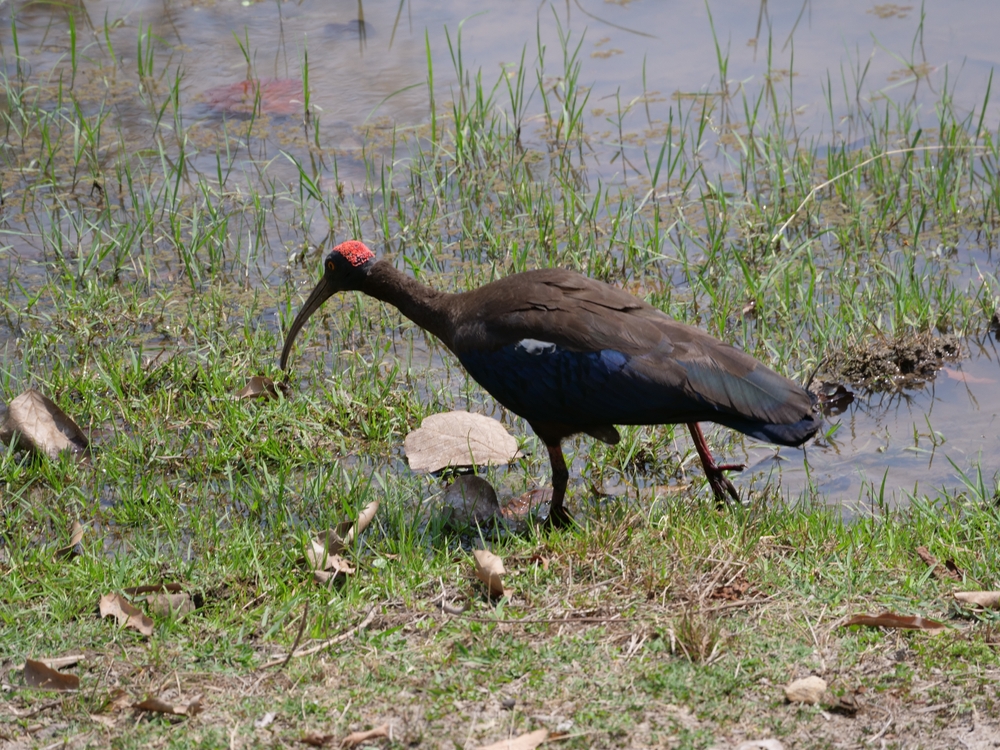  Ibis noir cherchant sa nourriture dans un sol humide après irrigation dans une rizière