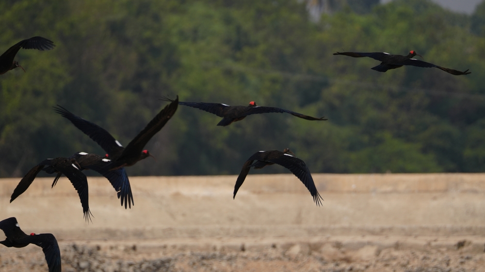 Ibis noir en vol au dessus de plaines agricoles indiennes au lever du soleil