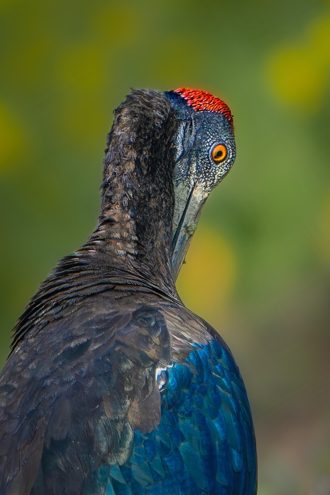 Gros plan sur la tête de l’Ibis noir montrant le long bec incurvé et la tache blanche scapulaire