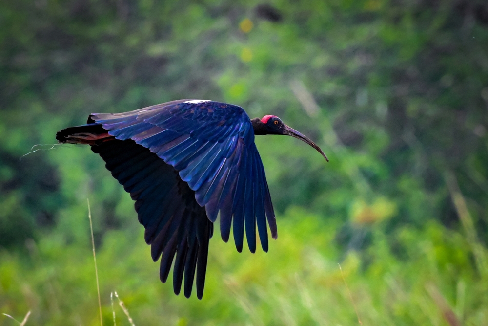 Couple d’ibis noirs perchés sur un grand arbre isolé au milieu des cultures