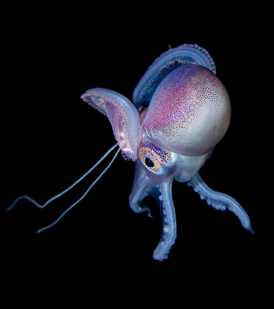 Le mâle (2,4 cm) comparé à la femelle (2 mètres) illustre l'une des différences de taille les plus impressionnantes du règne animal
