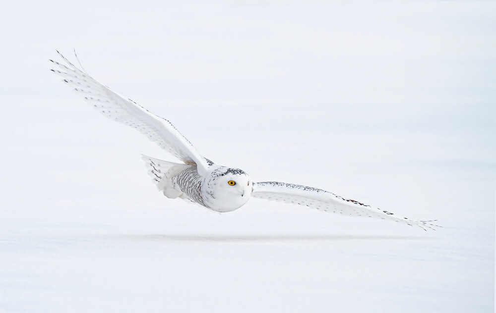 Carte répartition harfang des neiges - distribution circumpolaire arctique zones reproduction hivernage