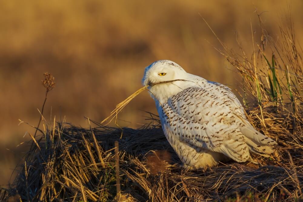 femelle harfang fabrique le nid