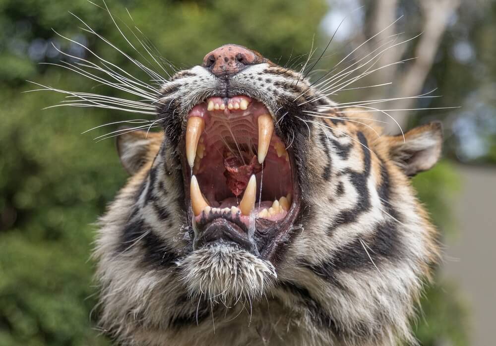 Gueule ouvert, canines du tigre