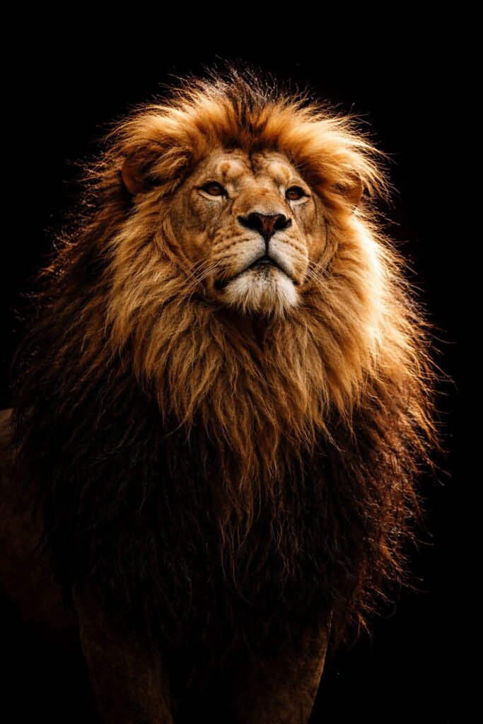 Imposante crinière du lion roi des félins de la savane