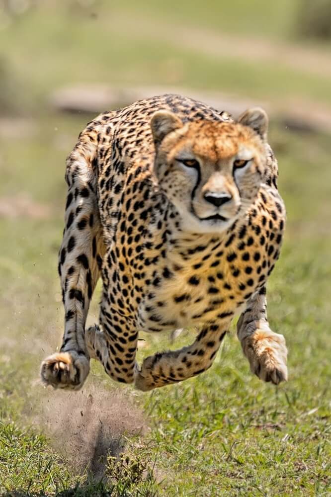 L'arme secrète du guépard se trouve dans son dos : sa colonne vertébrale est extraordinairement flexible
