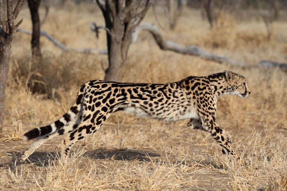 guépards royaux (Acinonyx jubatus f. rex)
