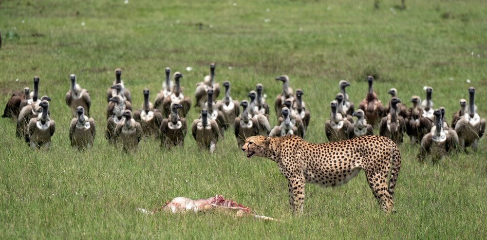 Le guépard réussit environ 50 % de ses chasses, ce qui est un excellent score dans le monde animal. Mais il a un problème : il est le plus faible des grands prédateurs.