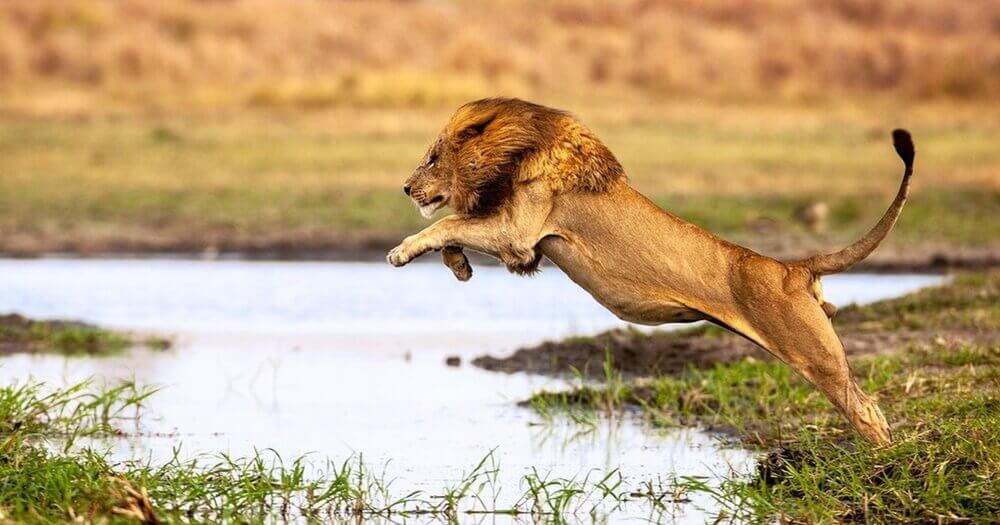Chasse du lion grand saut