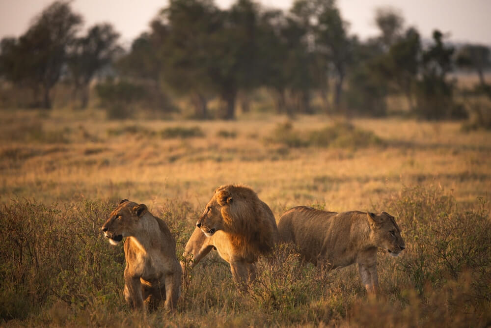 Le lion : chasseur d'équipe