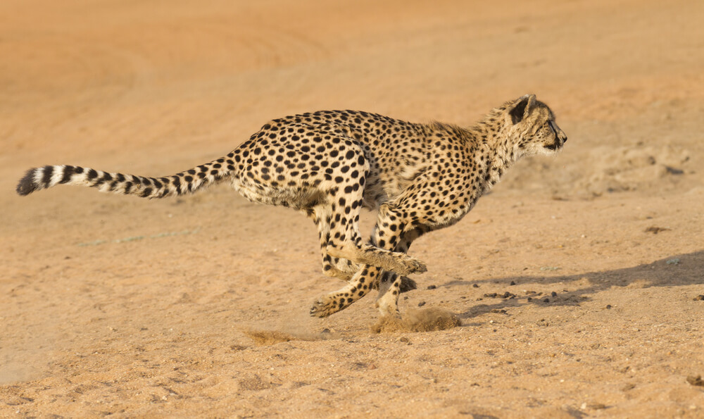 La longue queue du guépard mesure entre 60 et 80 cm. Elle joue un rôle crucial pendant la course : elle agit comme un balancier et un gouvernail.