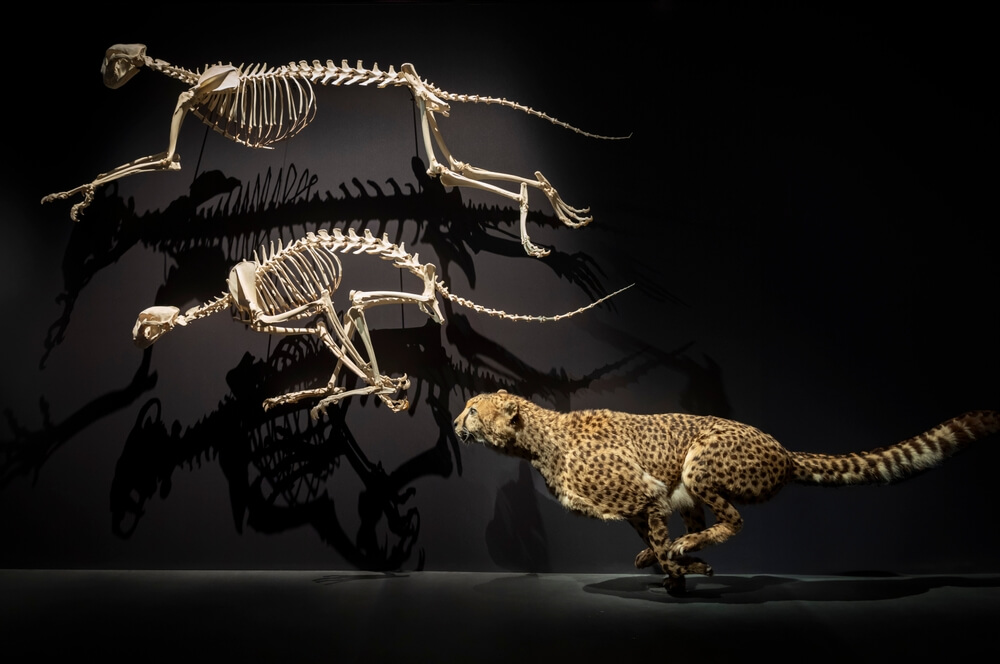 Comprendre le squelette du guepard