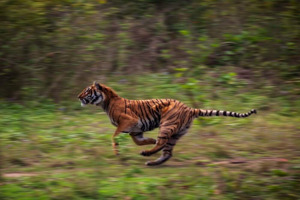La vitesse du tigre