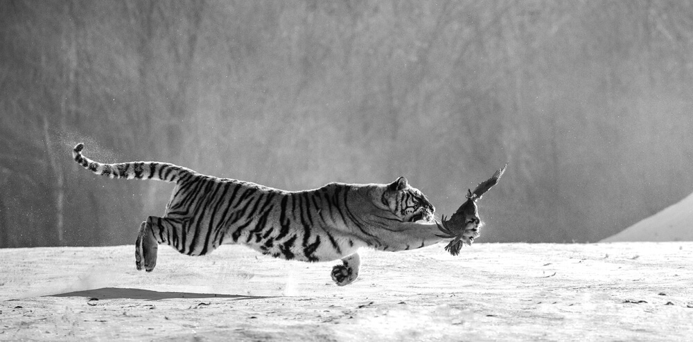 Tigre chasseur solitaire