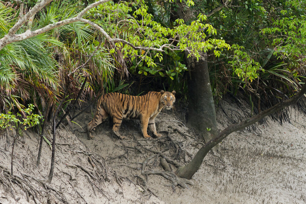 Tigre dans la mangrove