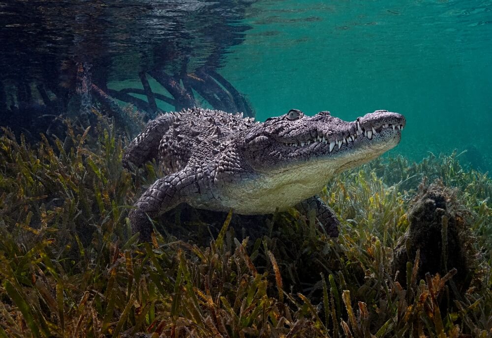 Crocodylus poroses crocodile marin sous l'eau