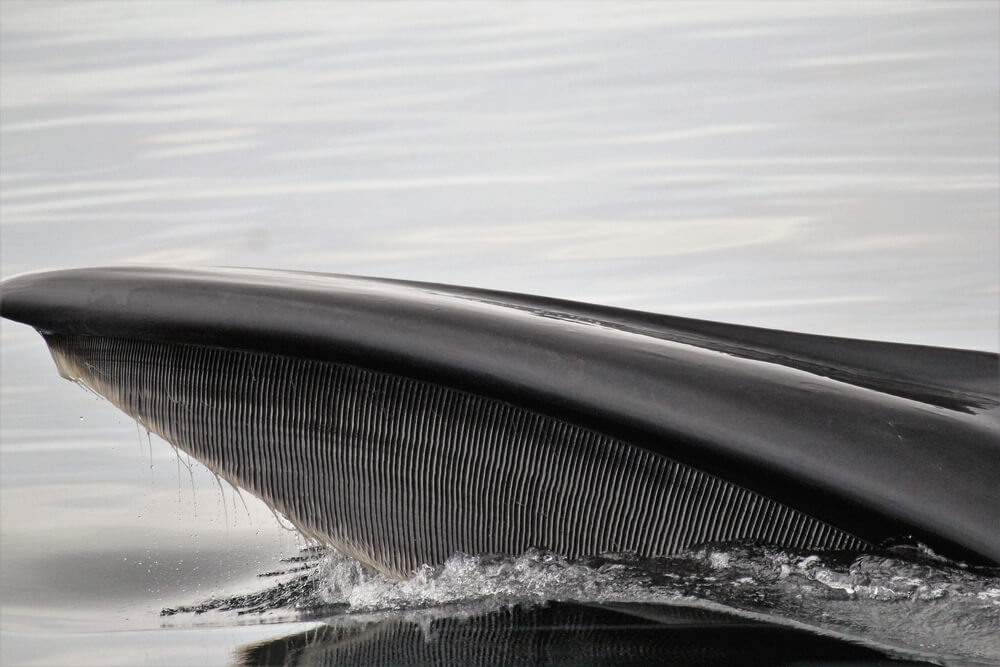 Baleine fanons