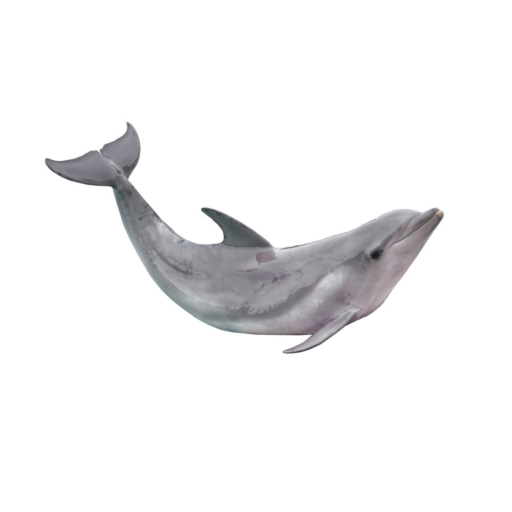 Le grand dauphin (Tursiops truncatus)