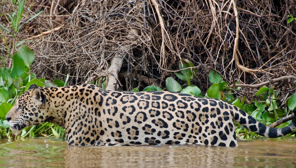 Jaguar dans l'eau en chasse