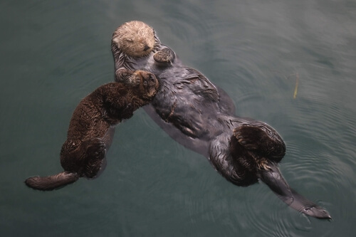 Loutre de mer avec son bébé - mammifère marin