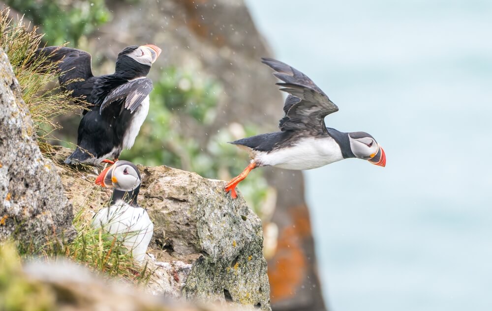 Macareux plongeon le bord de la falaise
