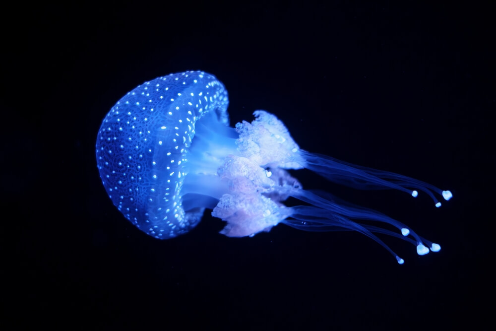 Méduse bioluminescente flottant dans l'océan profond avec des tentacules lumineux