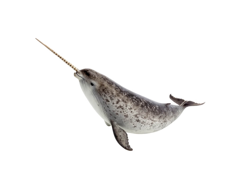 Le narval (Monodon monoceros)