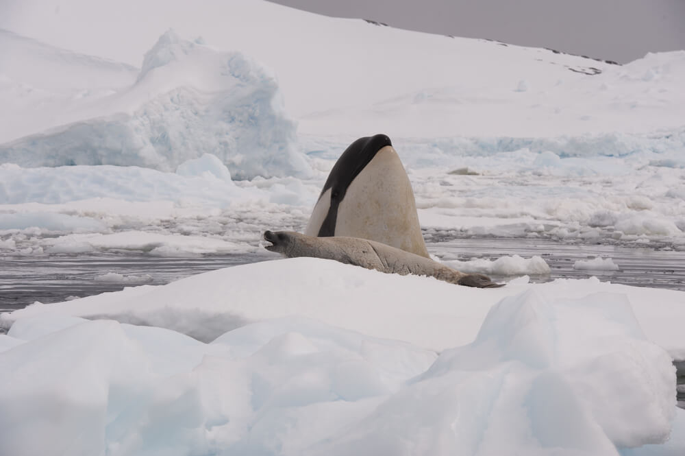Phoque gris se reposant sur la banquise avec des otaries en arrière-plan, pinnipèdes marins