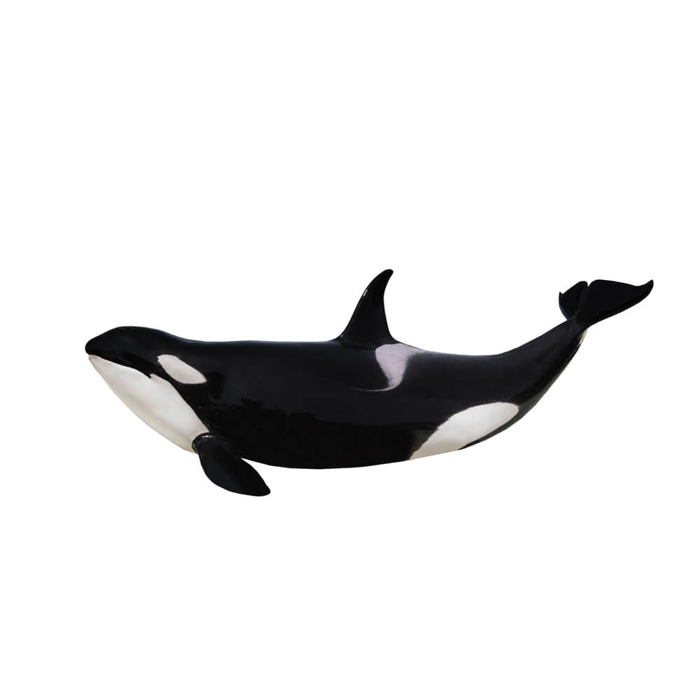 L'orque (Orcinus orca)