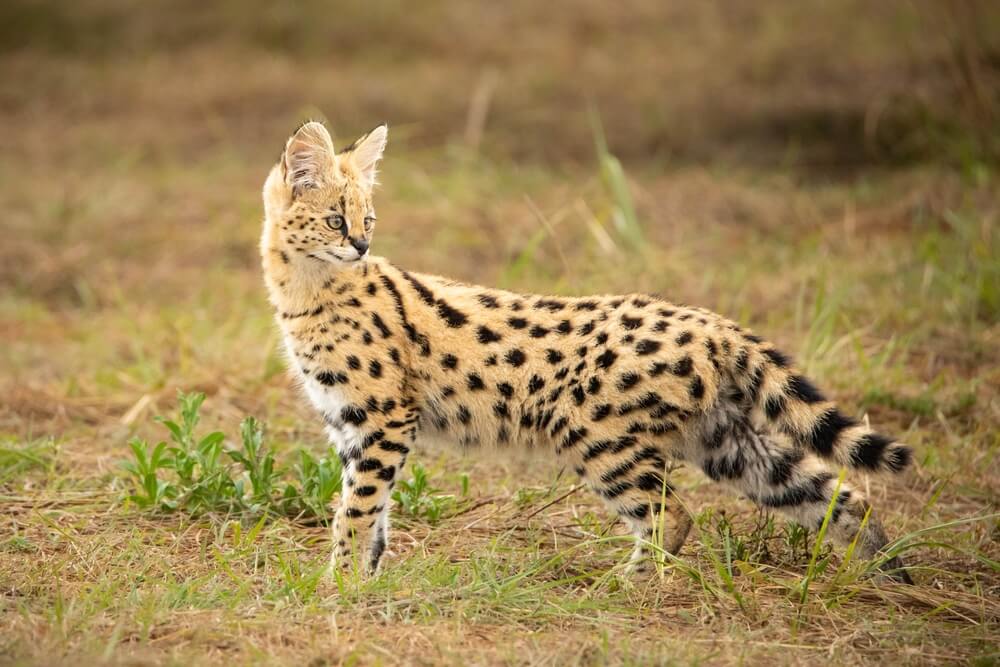 Serval aux grandes oreilles
