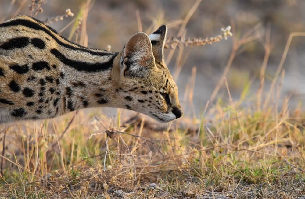 Gros plan sur les immenses oreilles du serval, montrant les marques noires et blanches caractéristiques