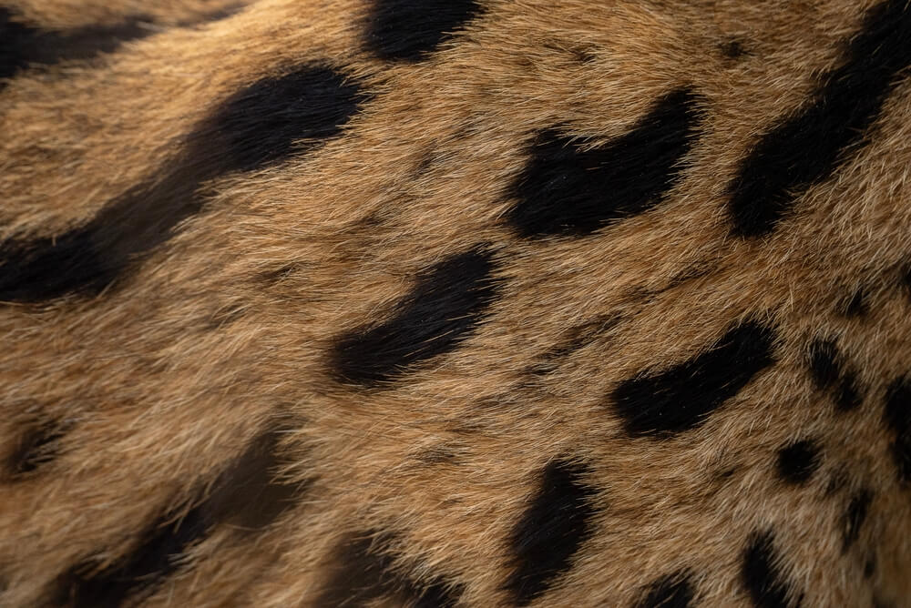 Pelage du serval