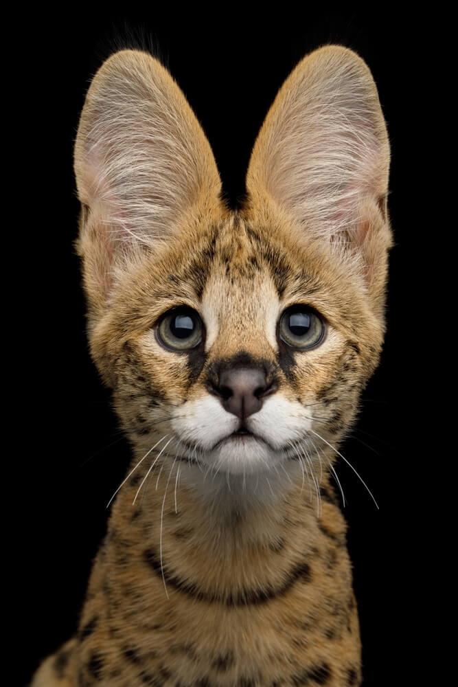 Serval aux grandes oreilles dressées dans les hautes herbes de la savane africaine