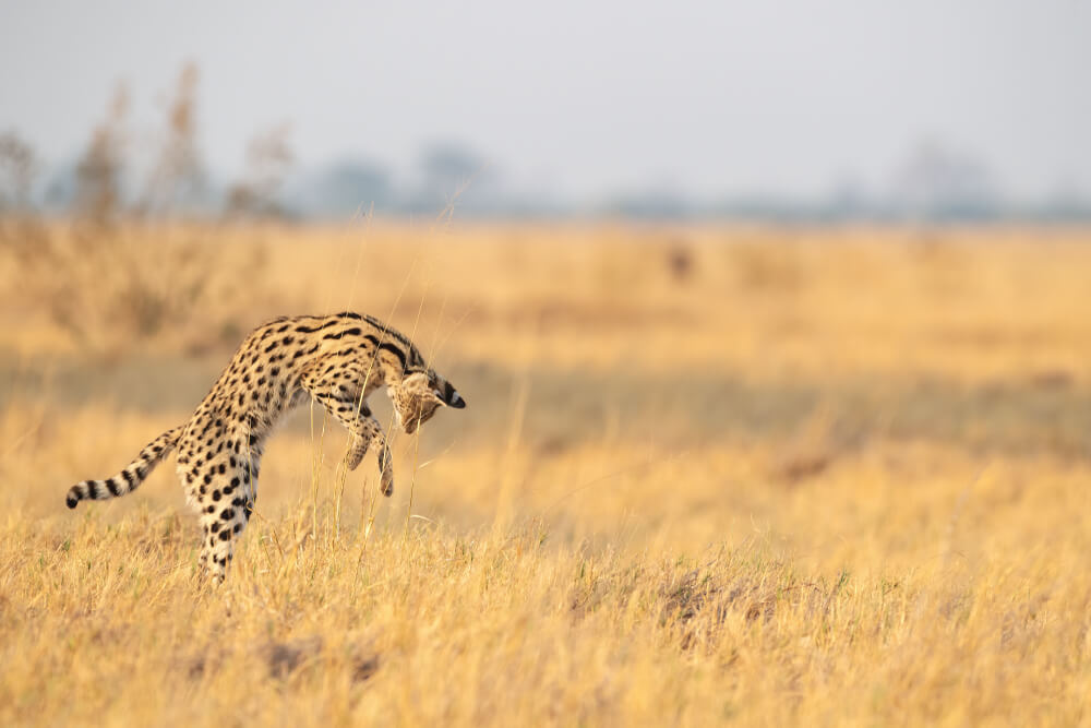 Serval en position de chasse, immobile et attentif dans les hautes herbes