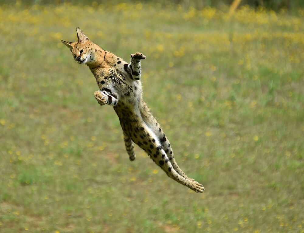 Serval bondissant en l'air pour attraper un oiseau, démontrant ses capacités de saut extraordinaires