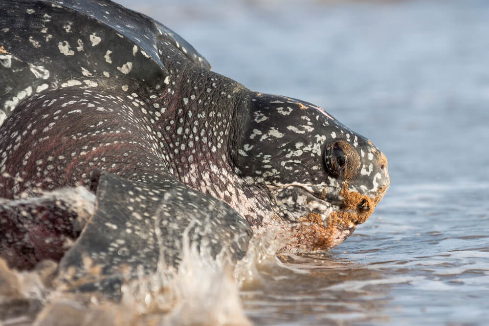 Tortue luth Les reptiles marins : les rescapés de la préhistoire