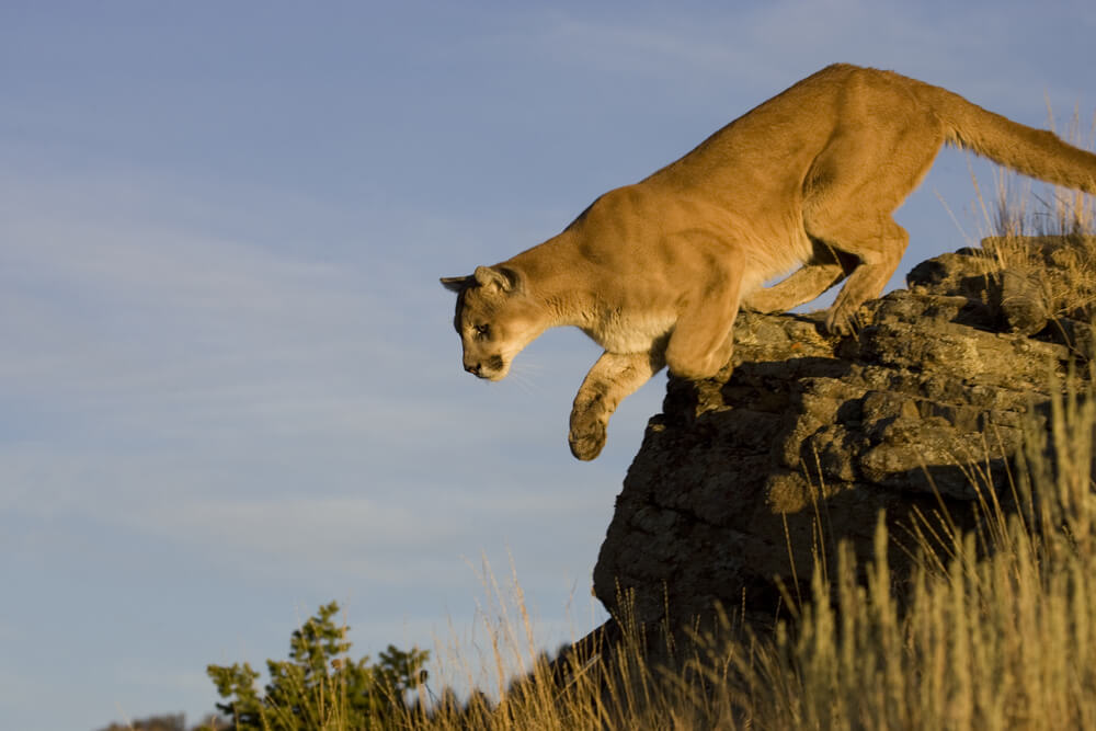 Dans les montagnes Rocheuses, un puma repère un cerf