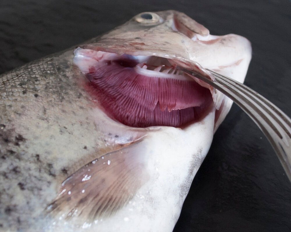 Les branchies sont le secret de leur vie sous-marine