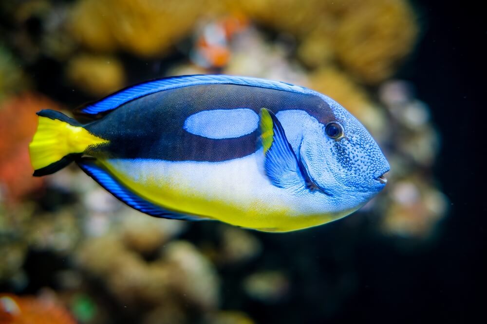 Le chirurgien bleu (le « Dory » du film) porte son nom à cause d'une épine tranchante comme un scalpel,