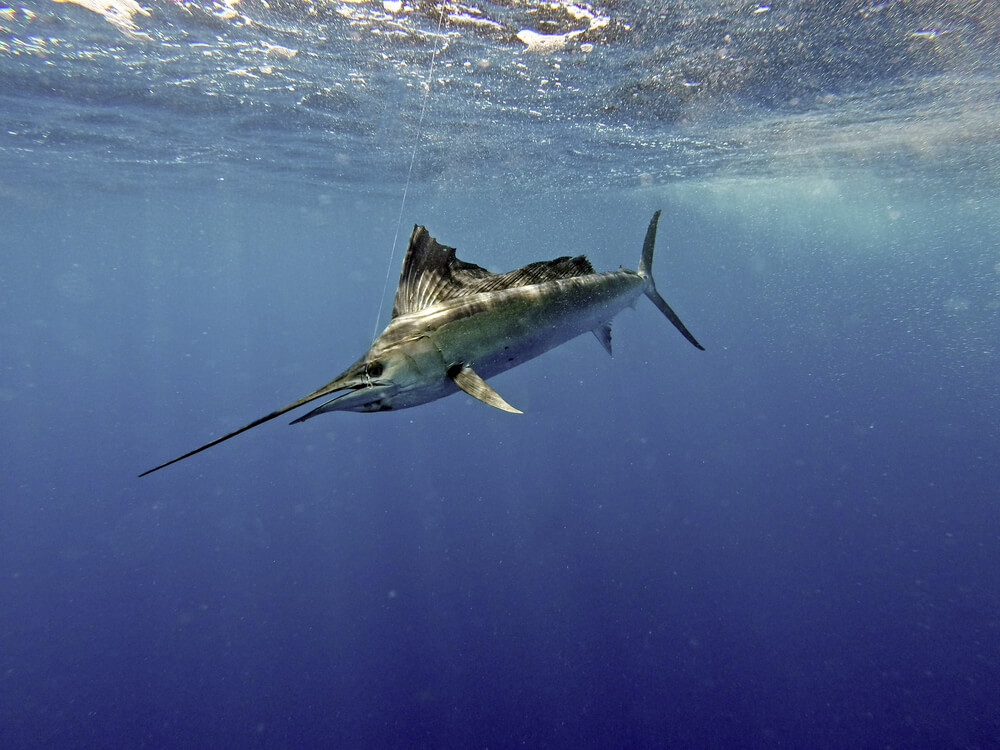 L'espadon voilier (ou marlins à voile) est le poisson le plus rapide du monde