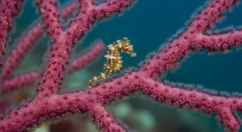 Hippocampe accroché à une herbe marine avec sa queue préhensile, nageant en position verticale