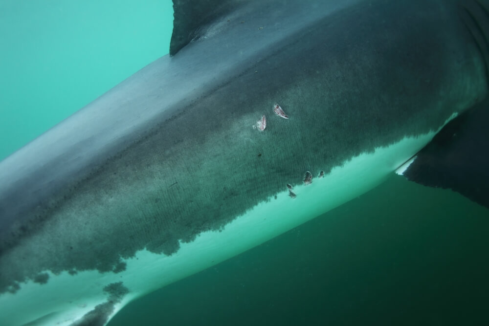 La ligne latérale est un sixième sens. requin