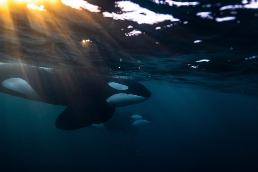 Nage sous l'eau de l'orque en famille