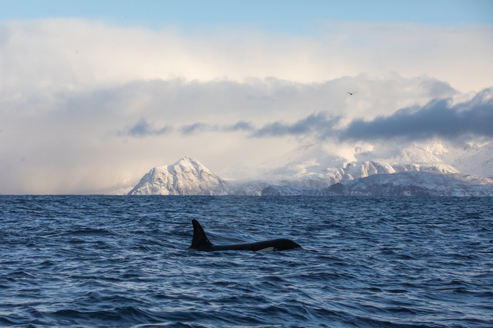 Protéger les orques