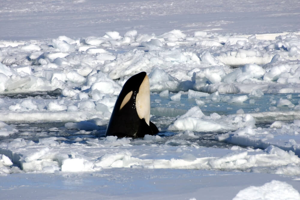 Orque de type B observant un phoque sur la banquise en Antarctique, spy-hopping hors de l'eau