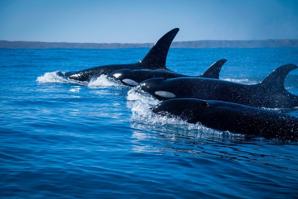  Groupe d'orques chassant ensemble en formant une vague coordonnée pour déloger un phoque