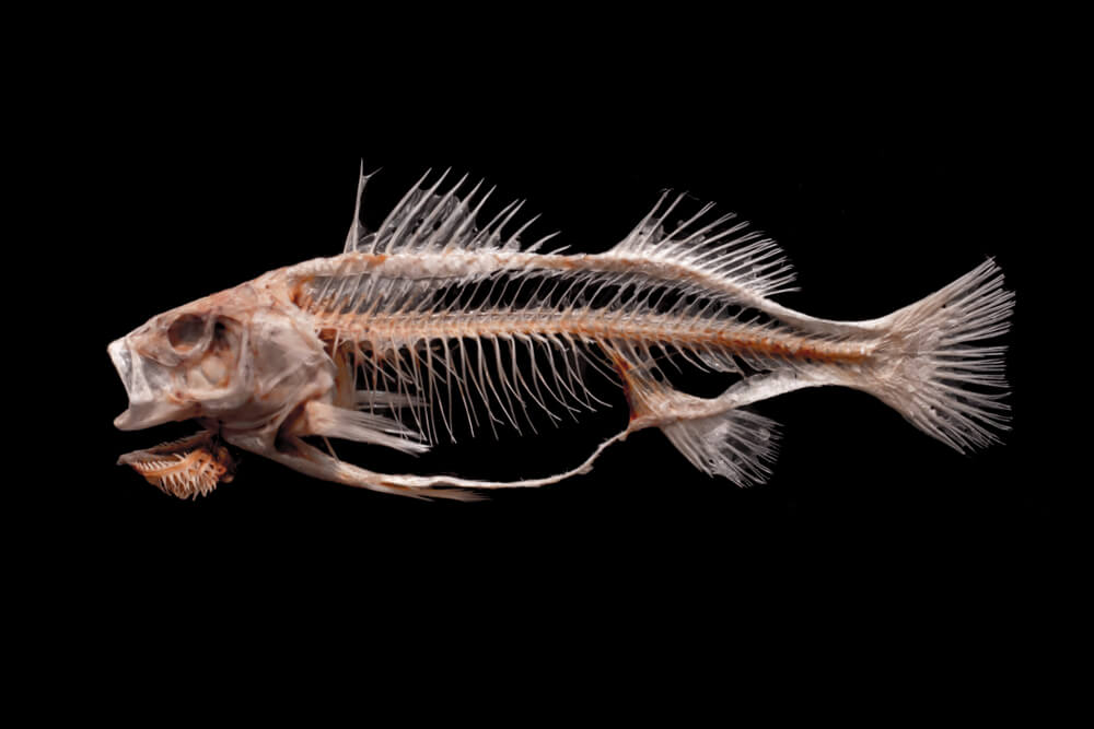 poissons osseux (ou ostéichtyens)